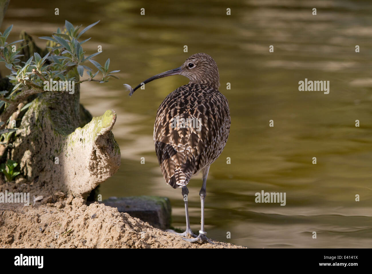(Eurasian) Curlew (Numenius arquata) with feather on bill Stock Photo