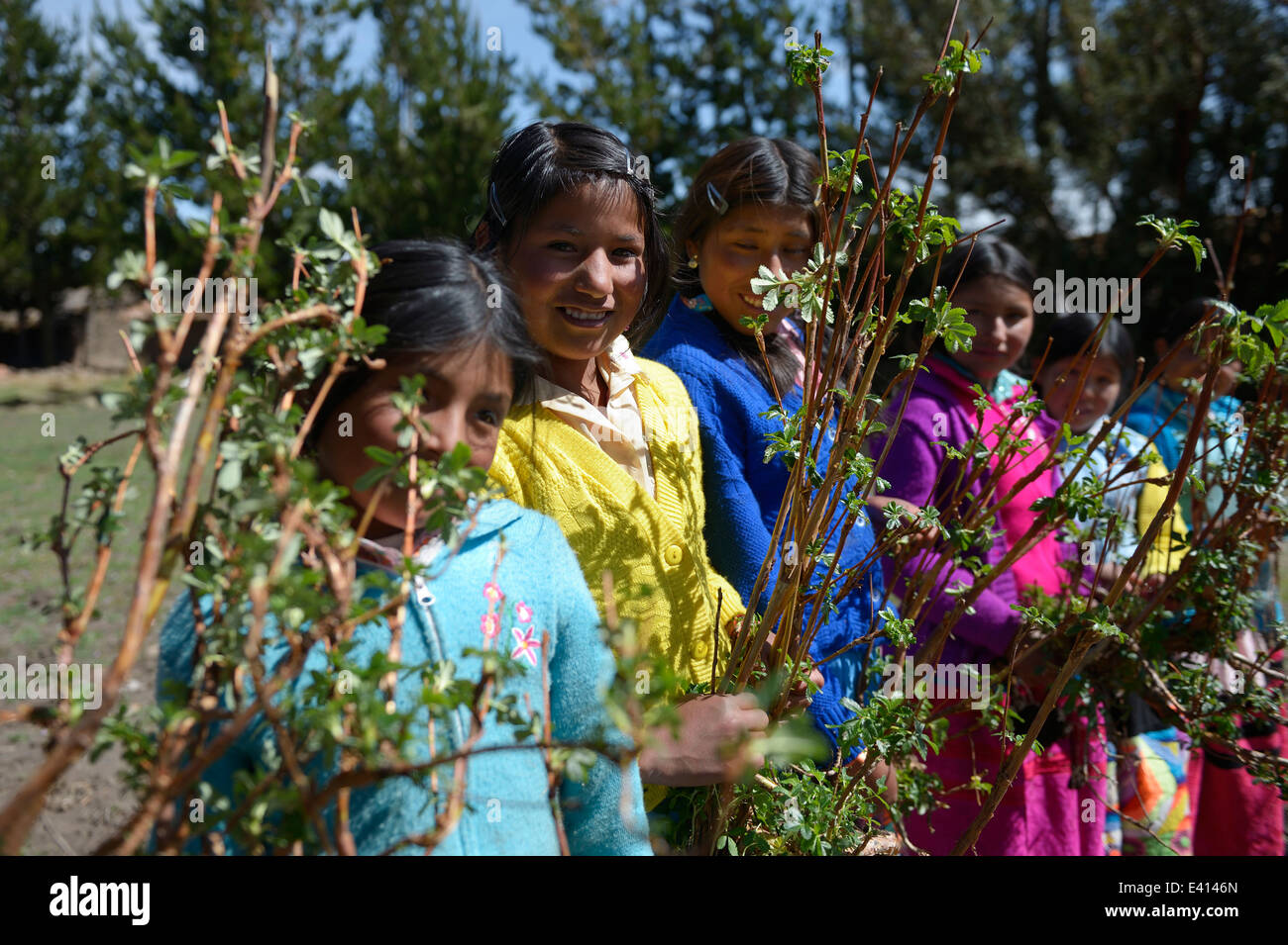 Peru, Quispillacta, School children planting hedge in yard Stock Photo