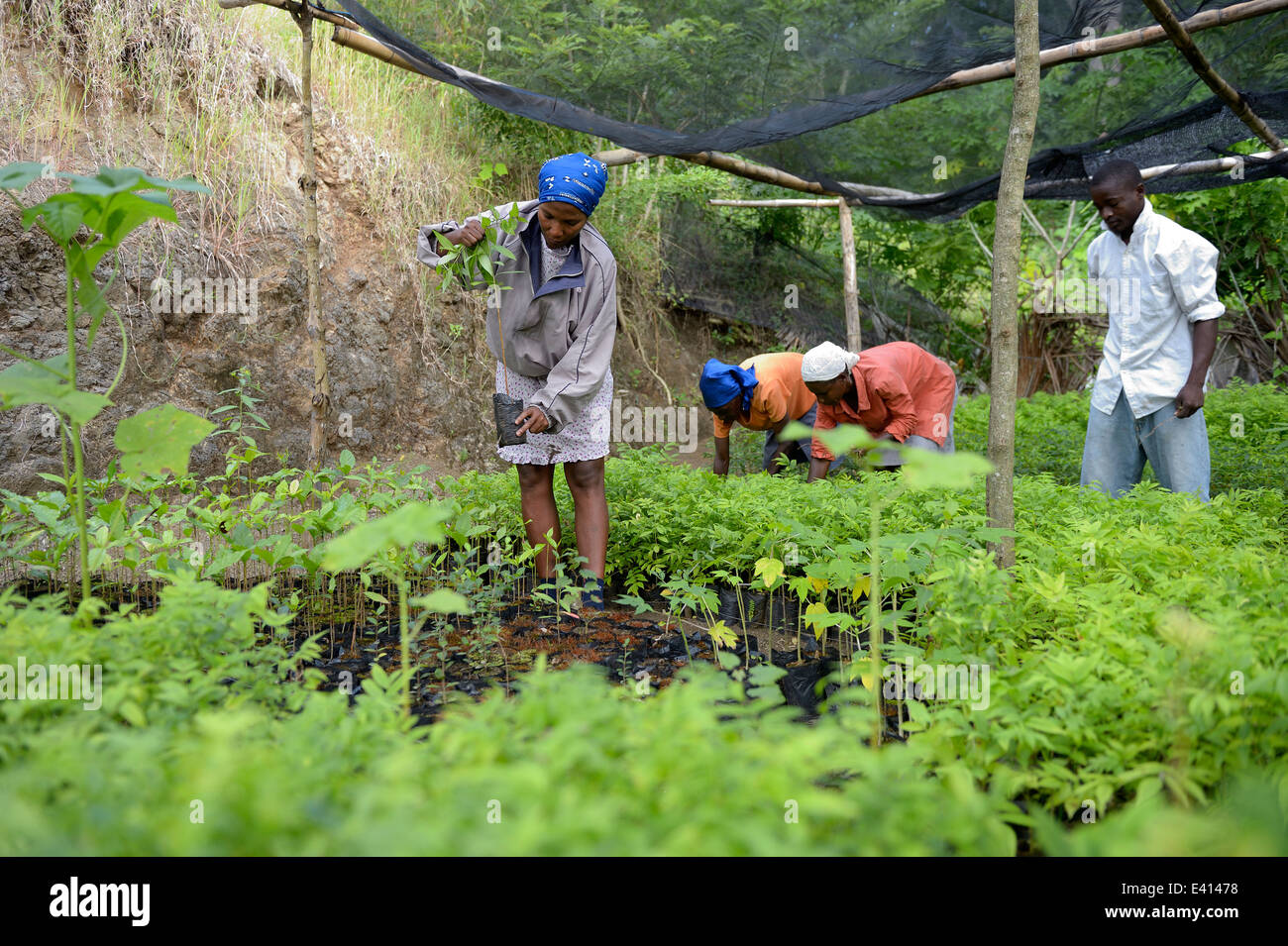 Antilles, Haiti, Leogane, Village Morin, women working at tree farm for replanting Stock Photo