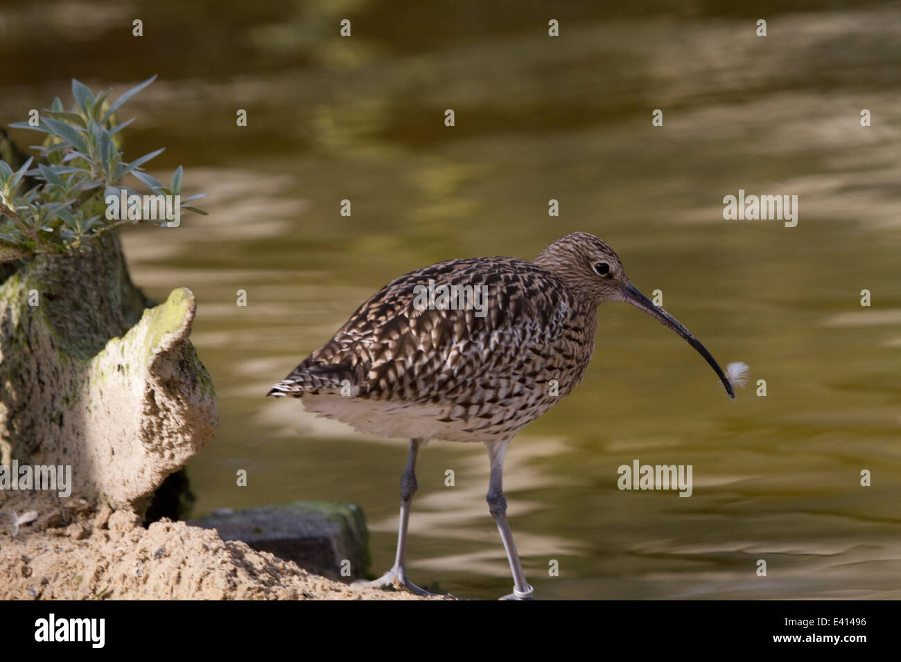 (Eurasian) Curlew (Numenius arquata) with feather on bill Stock Photo