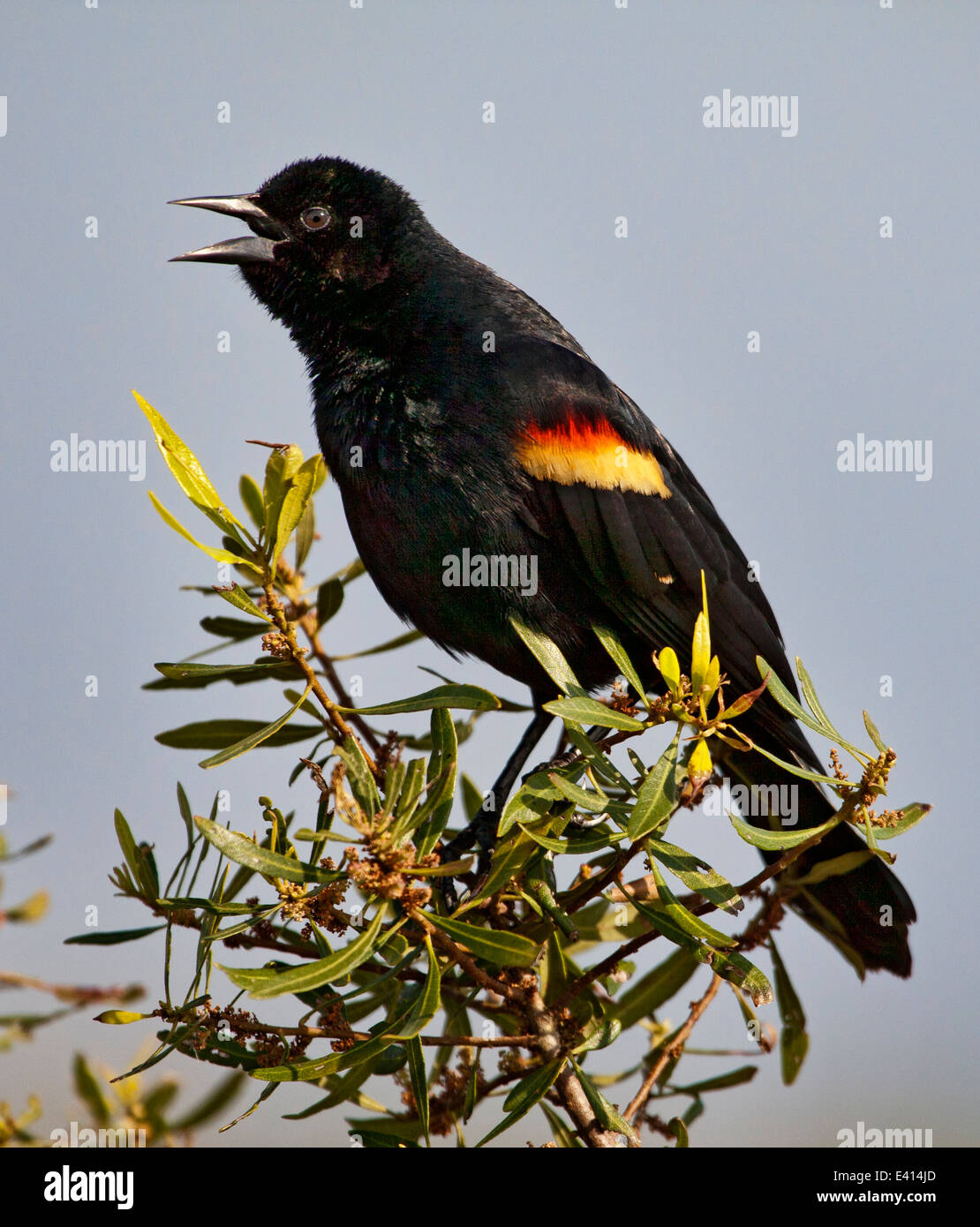 Red winged Blackbird (Agelaius phoeniceus) singing Stock Photo