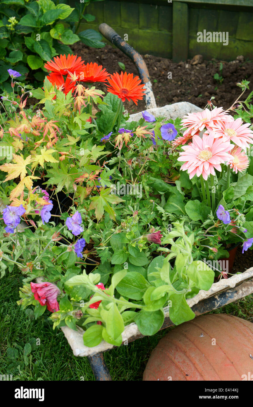Wheelbarrow filled with flowers ready to be planted in Garden Stock
