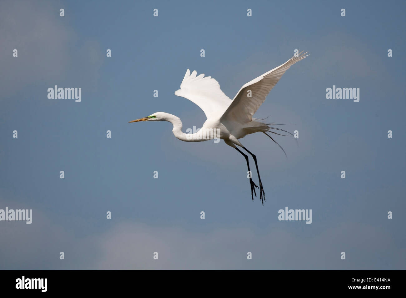 Great Egret (Egretta alba) in flight Stock Photo