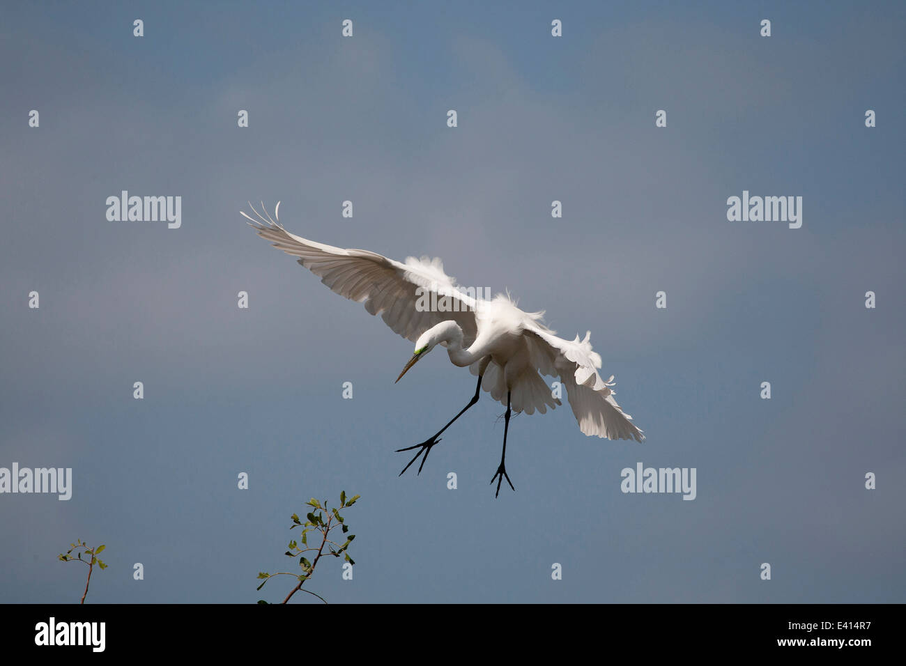 Great Egret (Egretta alba) landing Stock Photo