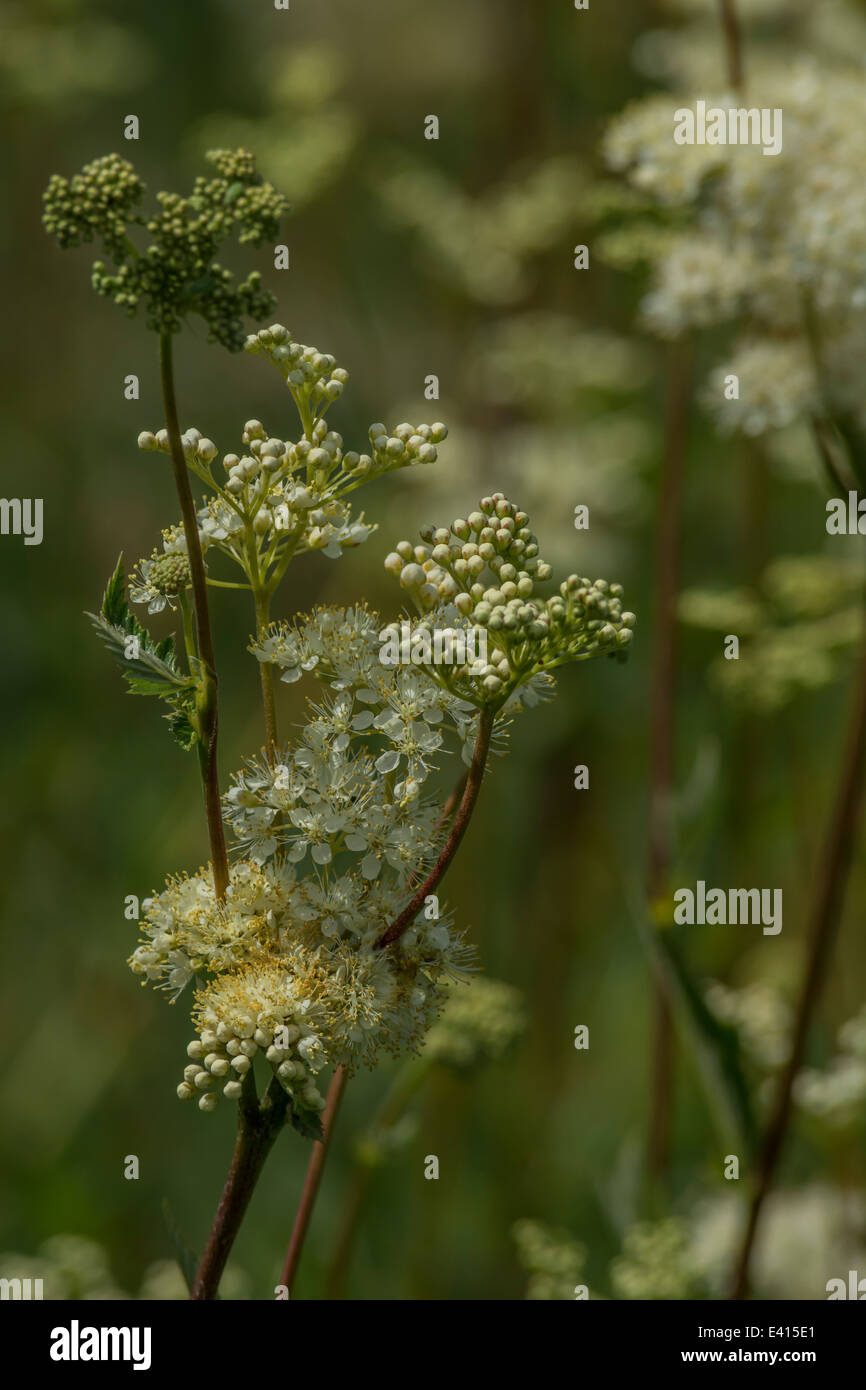 Blossom and flower buds of Meadowsweet / Filipendula ulmaria. A water-loving foraged plant - flowers for syrup, leaves for their analgesic properties. Stock Photo
