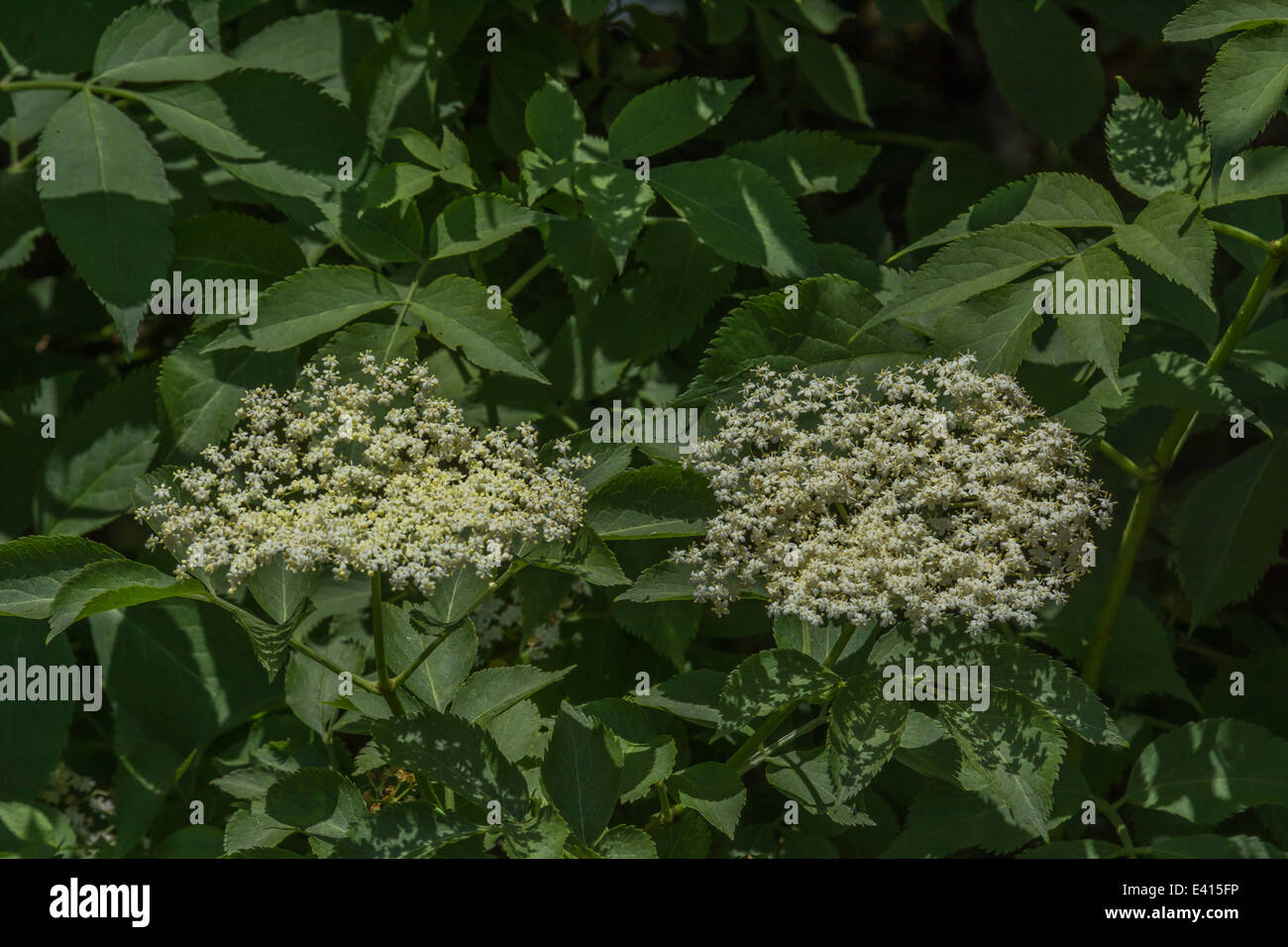 Common Elder / Sambucus nigra flowers in bloom June. Foraging and dining on the wild concept. Stock Photo
