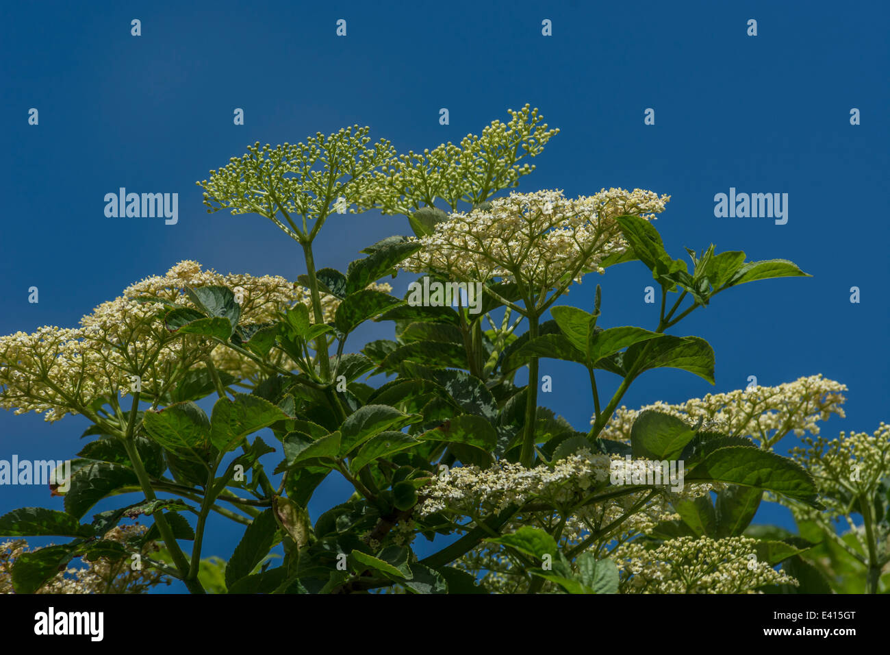 Common Elder / Sambucus nigra flowers and flowerbuds against blue skies. Foraging and dining on the wild concept. Stock Photo
