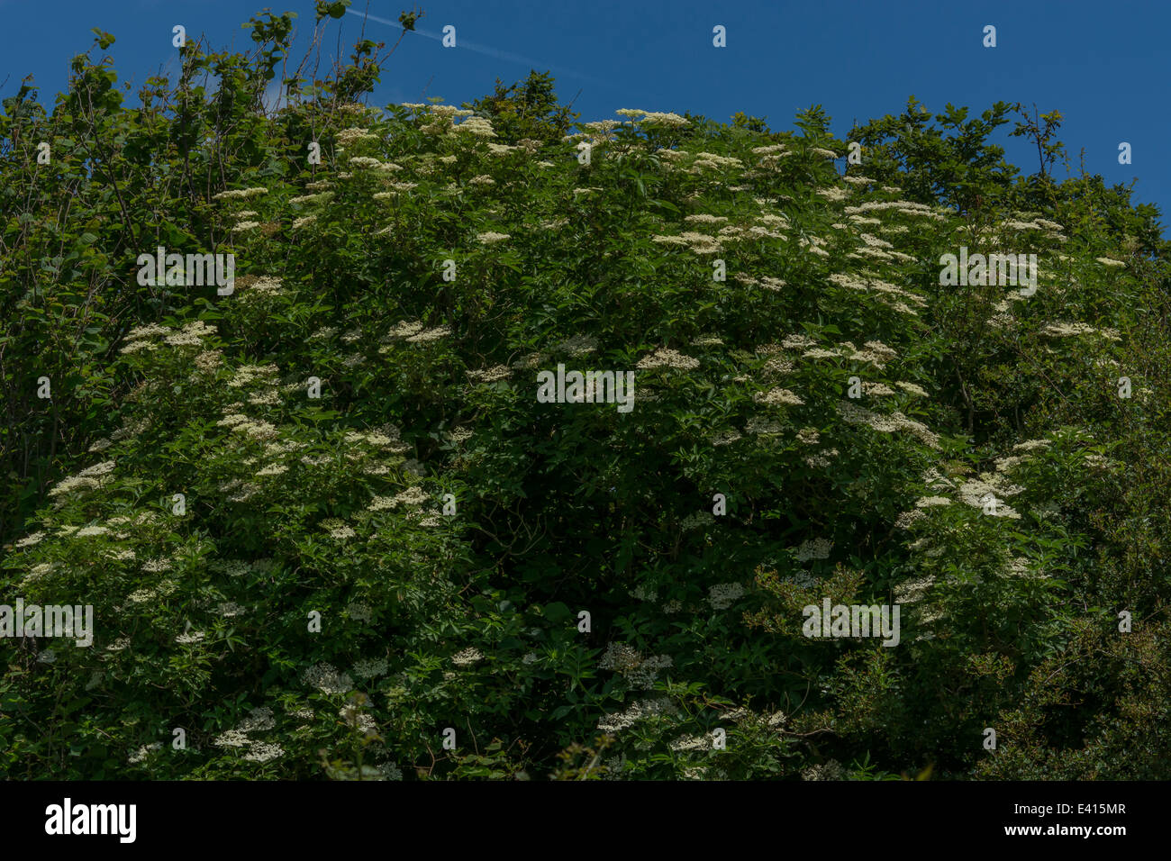 Common Elder / Sambucus nigra shrub in early summer bloom. UK countryside blossom. Stock Photo