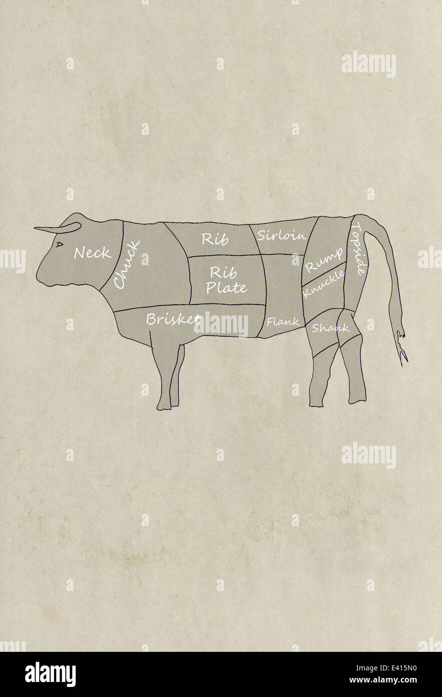 Hand drawn Illustration/ infographic of a cow showing where the various cuts of meat come from on the animal. Stock Photo