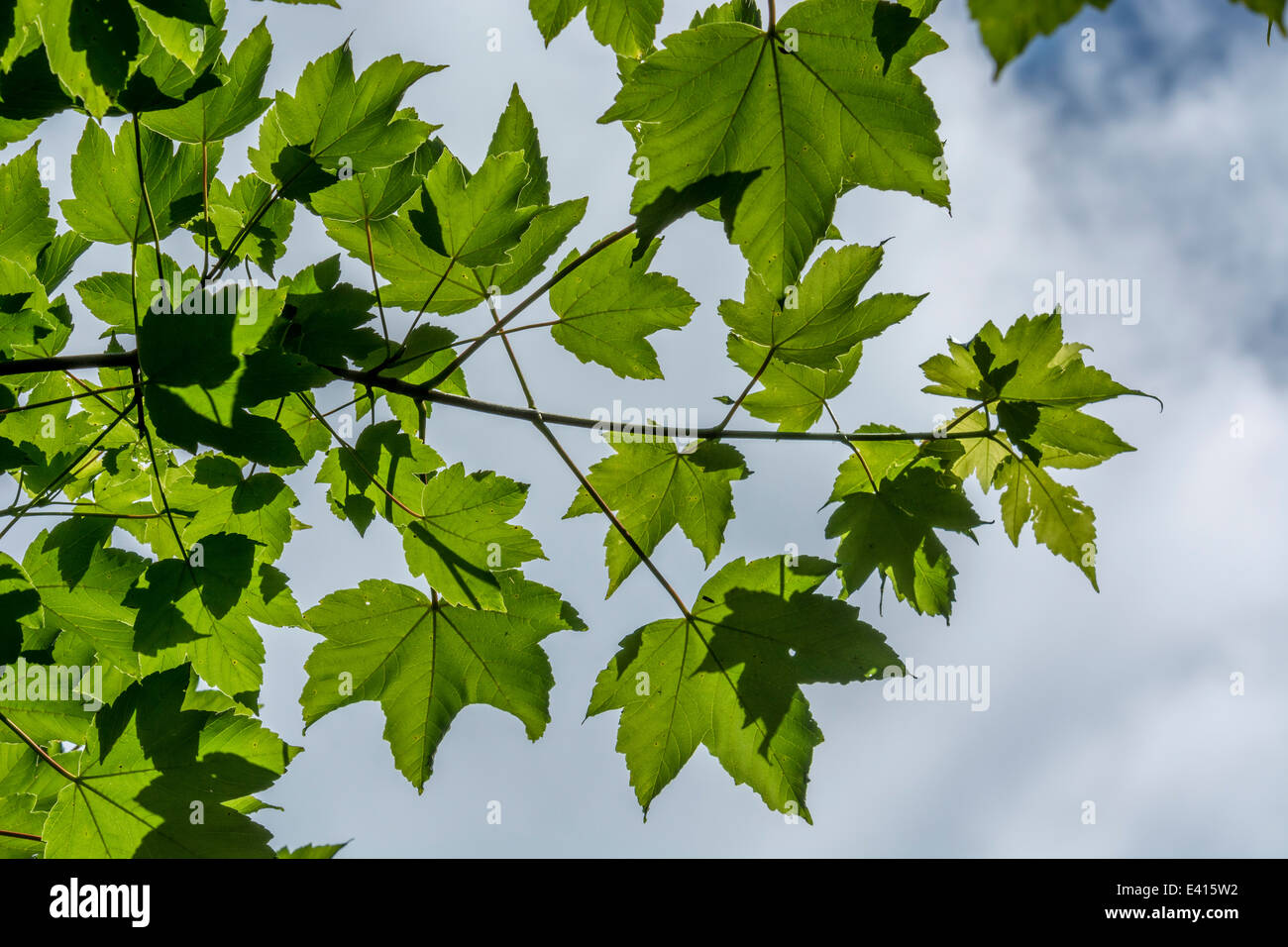 Leaves of Sycamore / Acer pseudoplatanus set against sky. Sycamore is a member of the Maple family. Sunlight through leaves, leaves overhead. Stock Photo