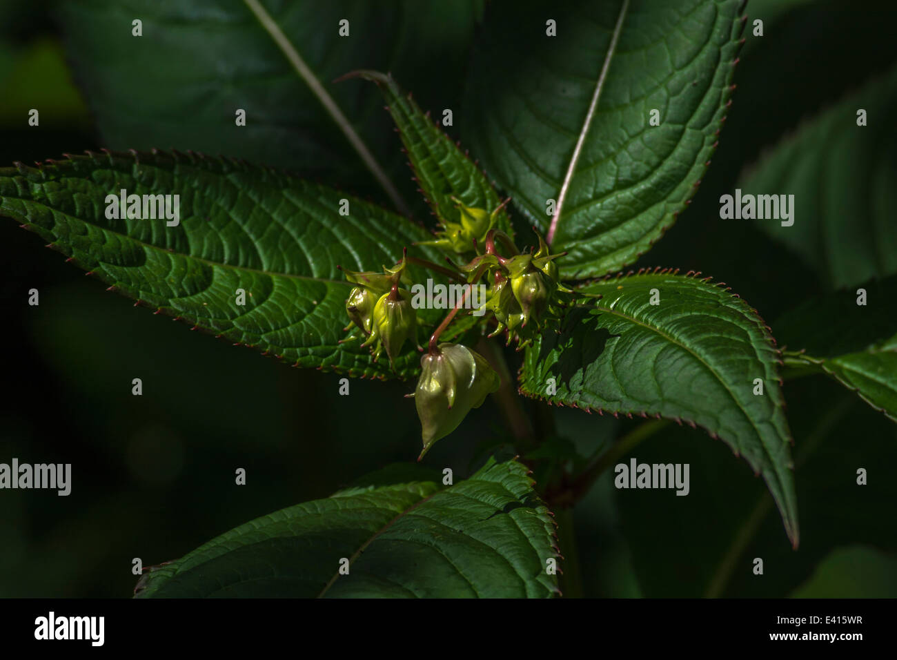 Flower buds and upper leaves of the troublesome Himalyan Balsam / Impatiens glandulifera - which likes damp soils / ground. Stock Photo