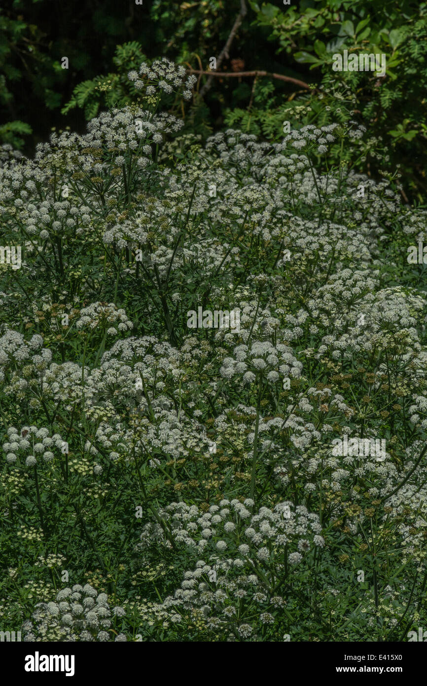 Mass of poisonous Water Dropwort / Oenanthe crocata in flower beside a river. Flowers at the very bottom and back of the group are soft. Stock Photo