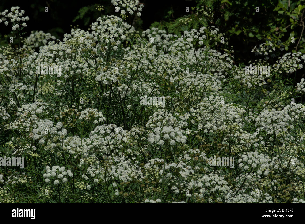 Mass of poisonous Water Dropwort in flower beside river. Flowers at the very bottom and back of the group are soft. One of UK's most poisonous plants. Stock Photo