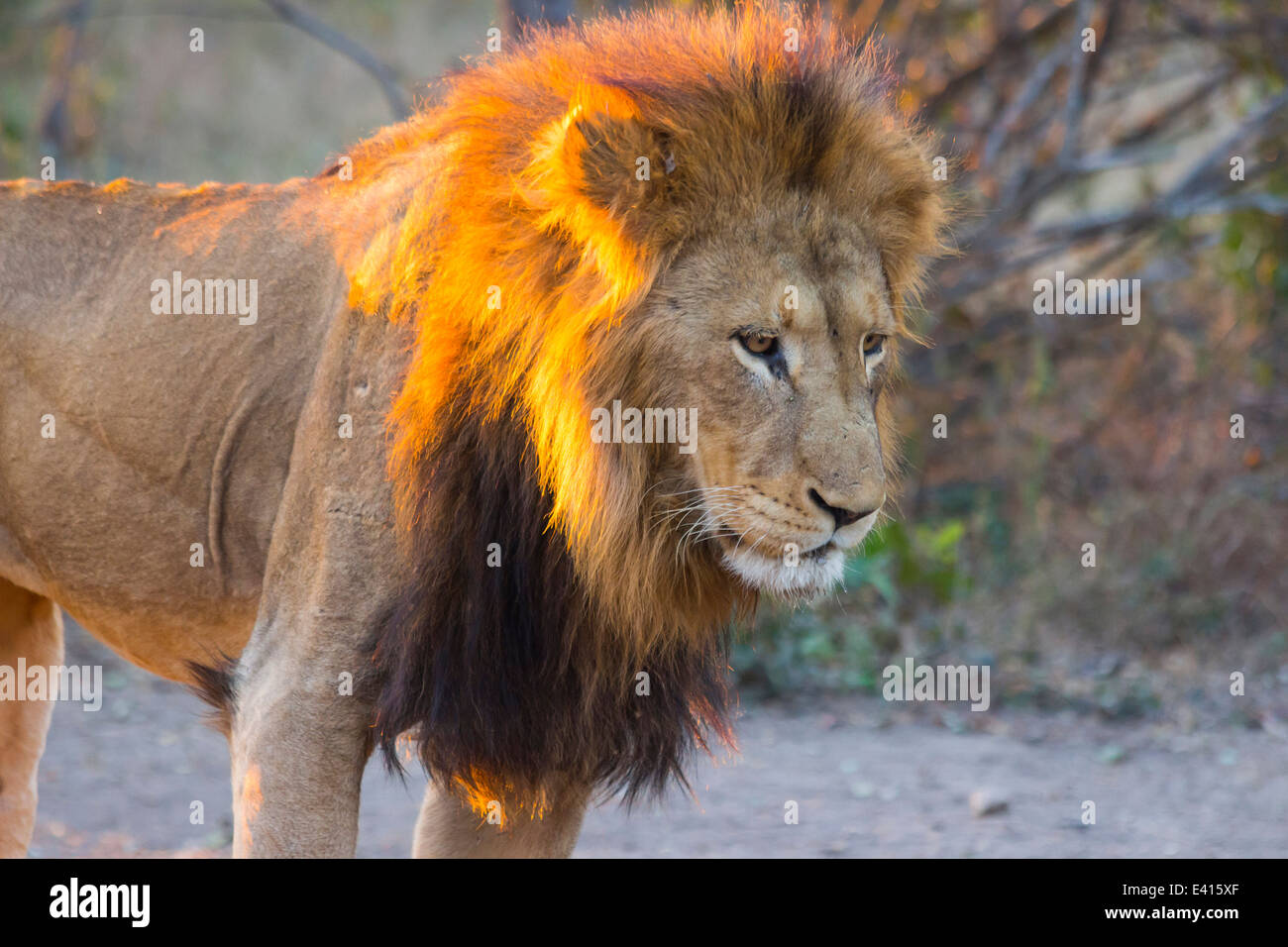 Male lion standing at sunset Stock Photo