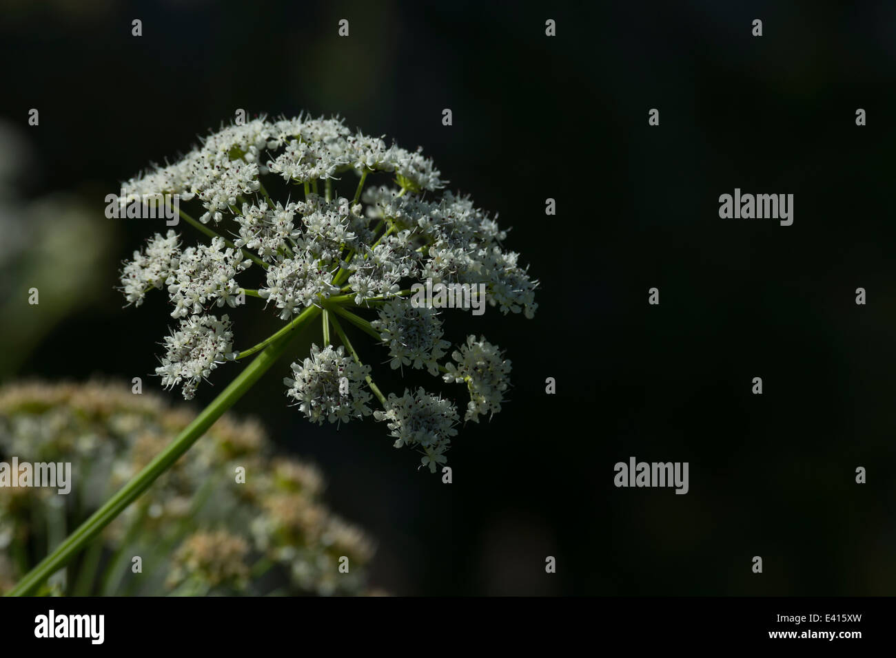 White flower head / flowers of the poisonous umbellifer Hemlock Water Dropwort / Oenanthe crocata. One of UK's most poisonous plants. Stock Photo