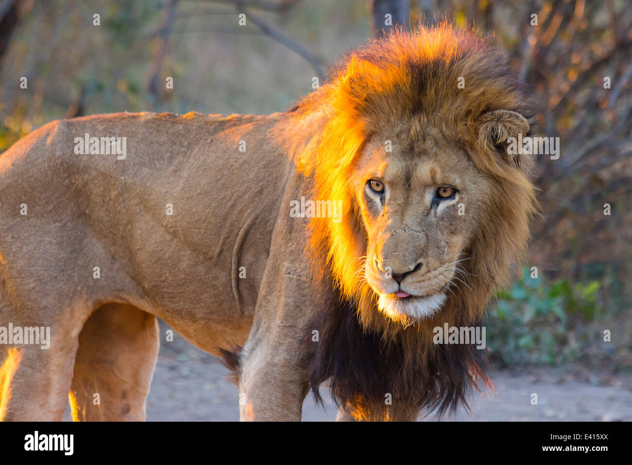 Male lion standing at sunset Stock Photo