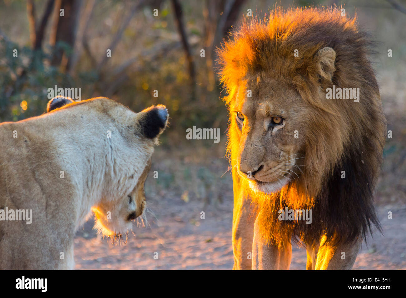 Male lion staring at lioness at sunset Stock Photo