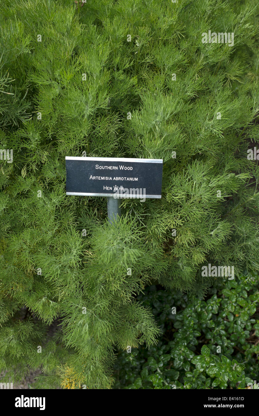 Southern Wood Artemisia Abrotanum at Cowbridge Physic Garden Stock Photo