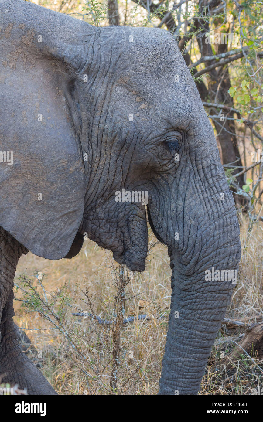 Elephant eating in the bush Stock Photo Alamy