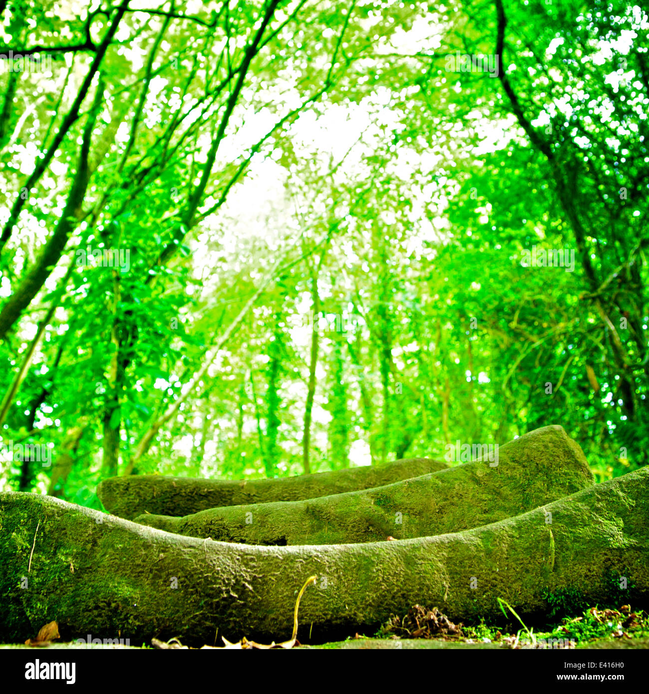 Moss covered step hires stock photography and images Alamy