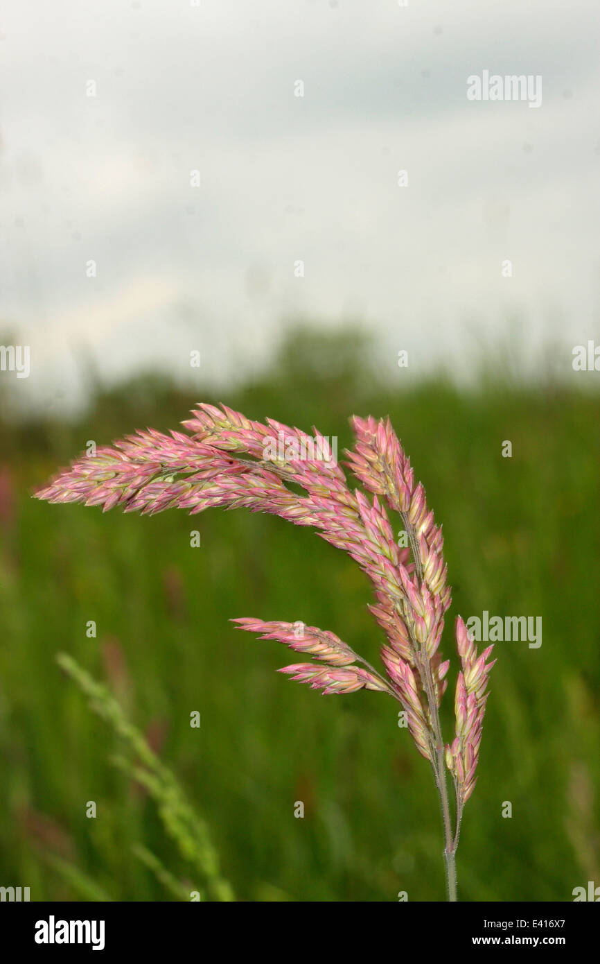 Creeping velvet grass holcus mollis hires stock photography and images