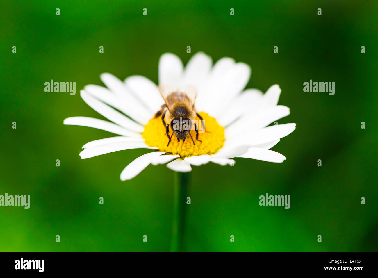 Bee collects honey on the green lawn Stock Photo - Alamy