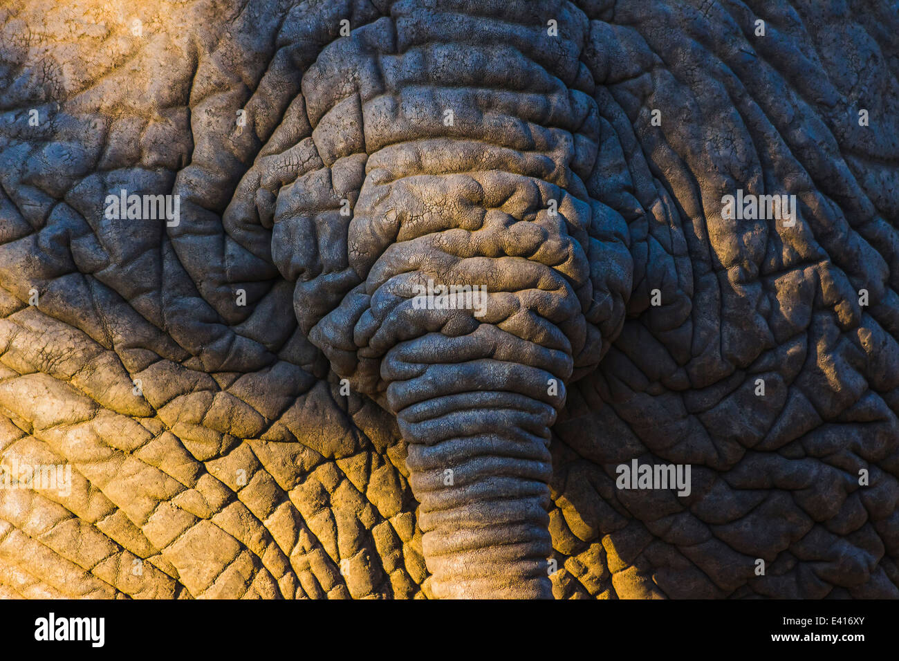 Detailed elephant skin texture with tail Stock Photo