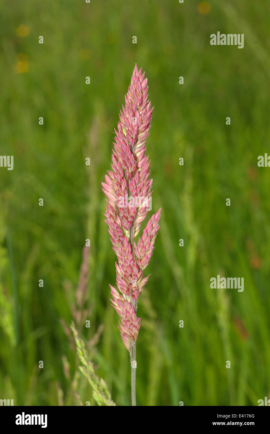 Yorkshire Fog, Creeping Velvet Grass Stock Photo Alamy