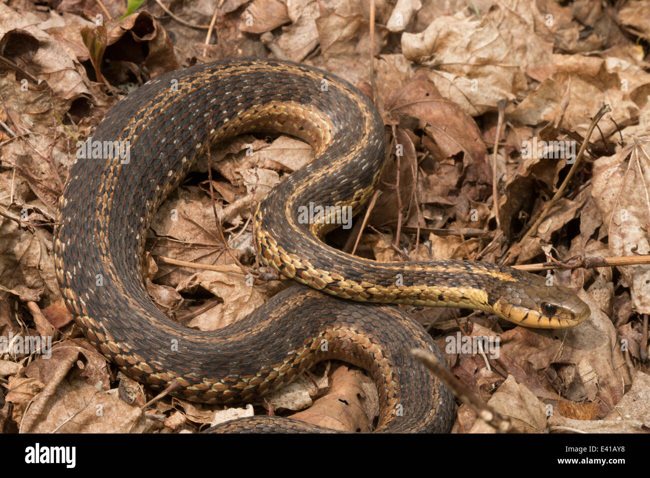 Common garter snake, Thamnophis sirtalis, Pennsylvania Stock Photo