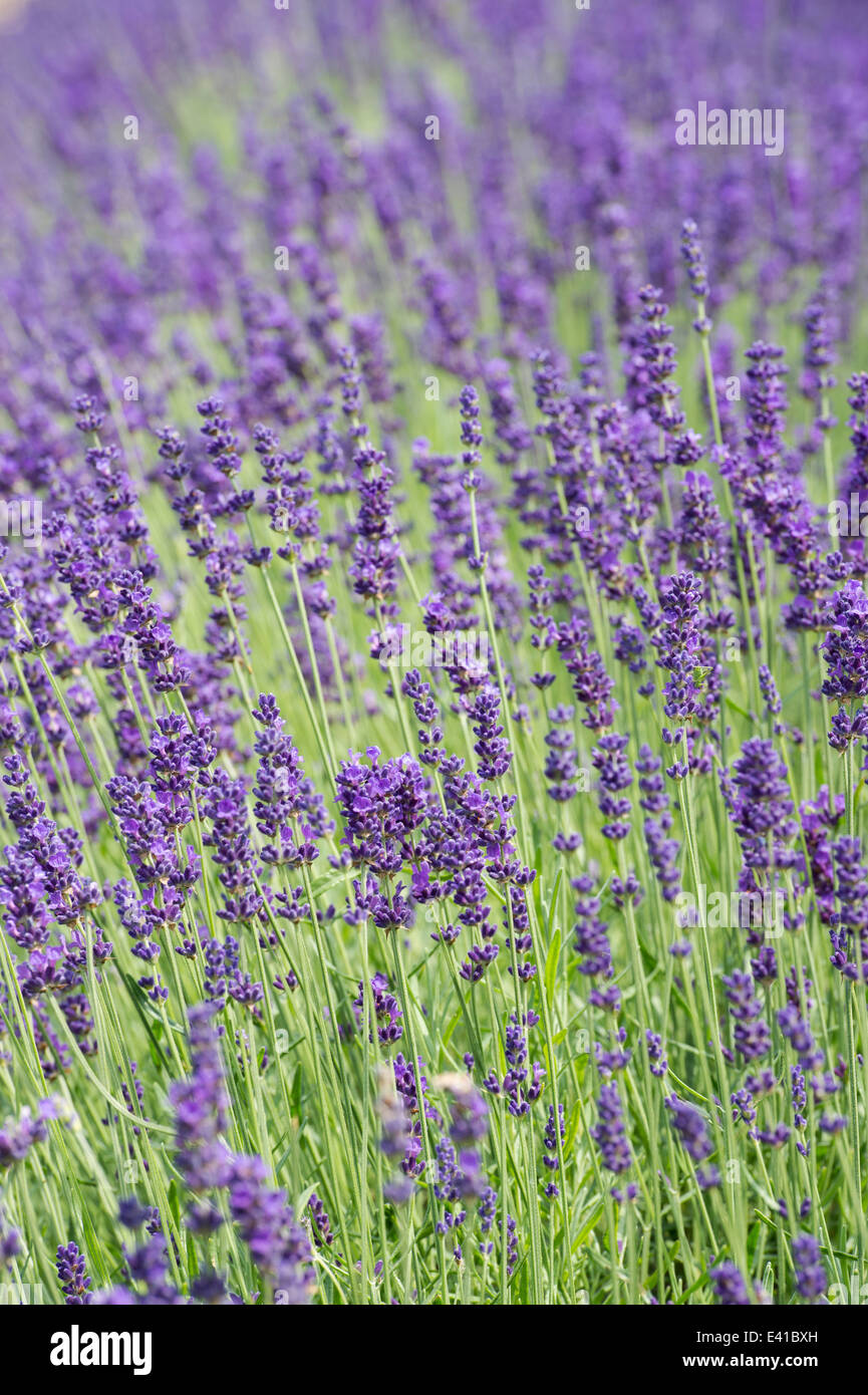 Lavandula Angustifolia Hidcote . Lavender Stock Photo