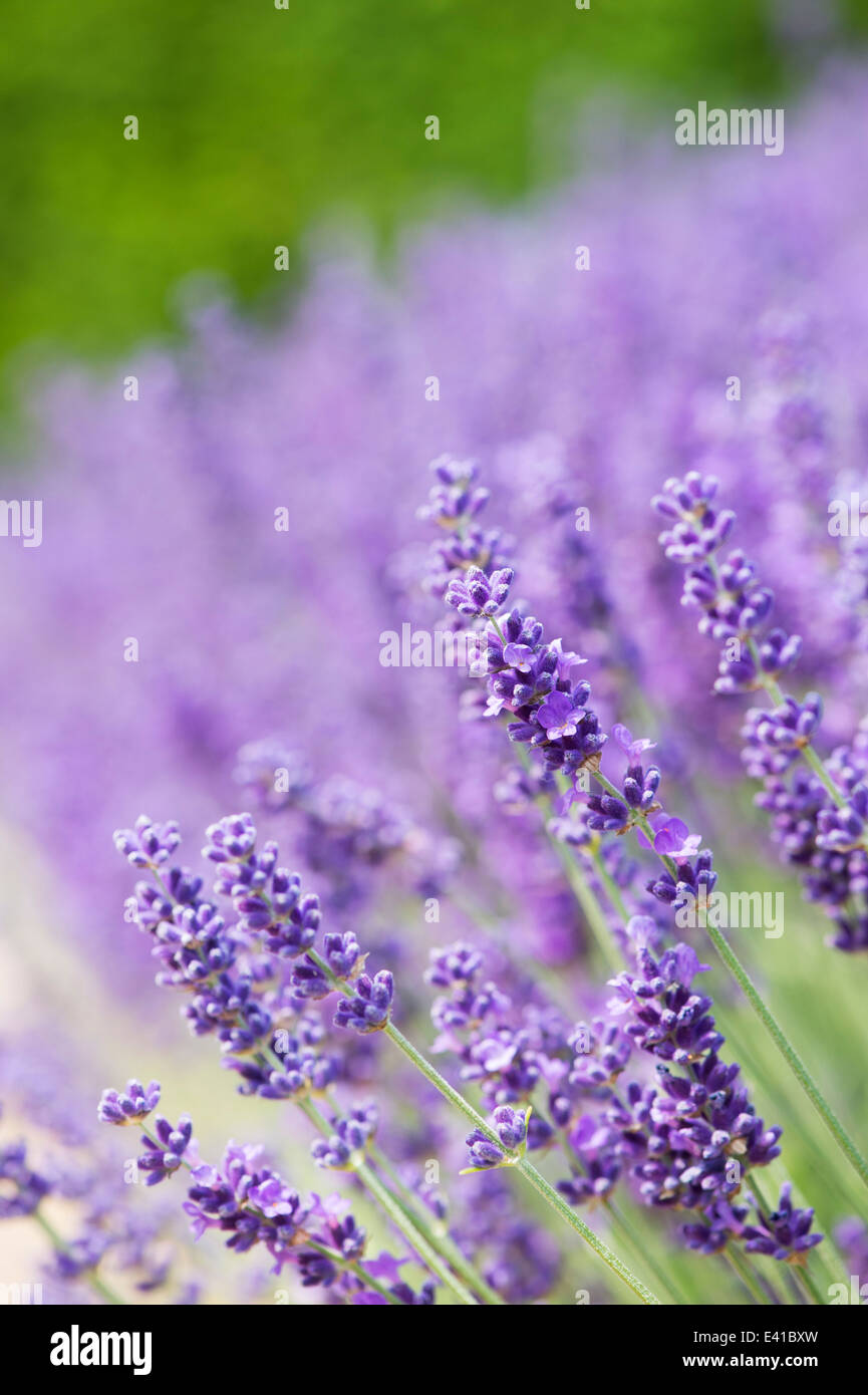 Lavandula Angustifolia Hidcote . Lavender Hidcote Stock Photo