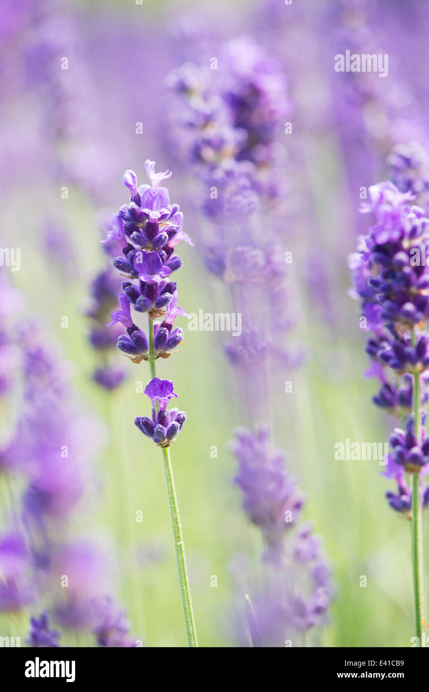Lavandula Angustifolia Hidcote . Lavender Stock Photo