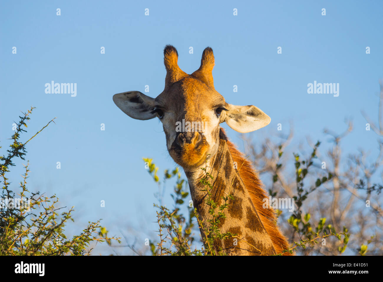 Giraffe eating at the tops of trees Stock Photo