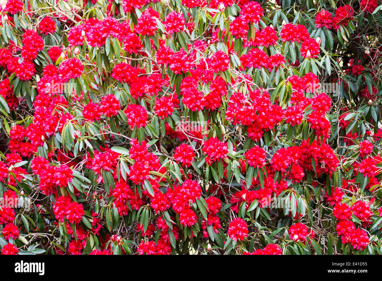 A flowering red Rhododendron in High Close gardens above Grasmere, Lake District, UK. Stock Photo