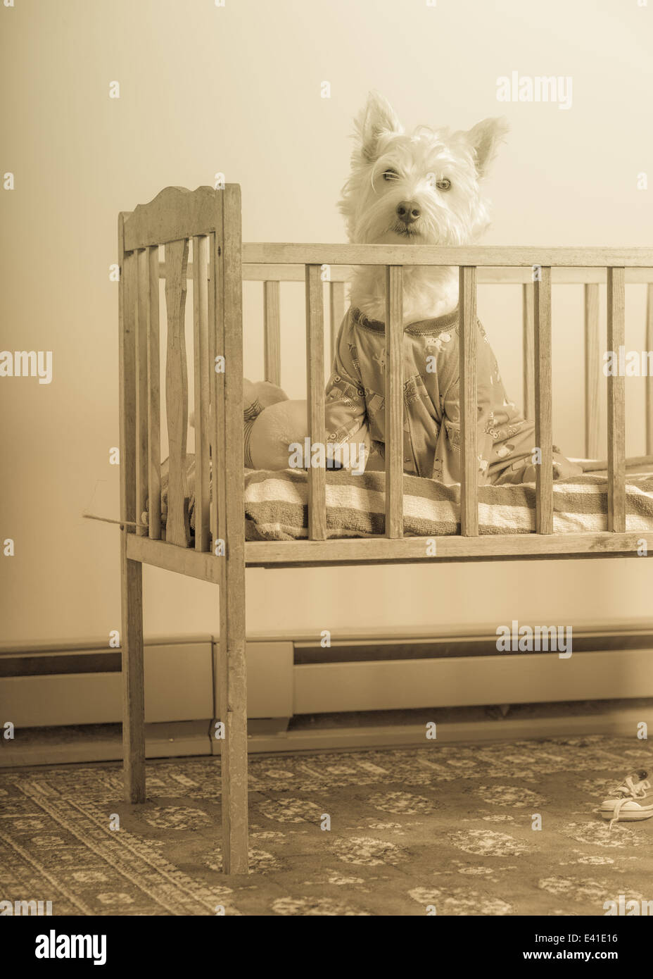 https://c8.alamy.com/comp/E41E16/a-small-white-dog-wearing-pajamas-inside-a-baby-crib-in-sepia-tone-E41E16.jpg