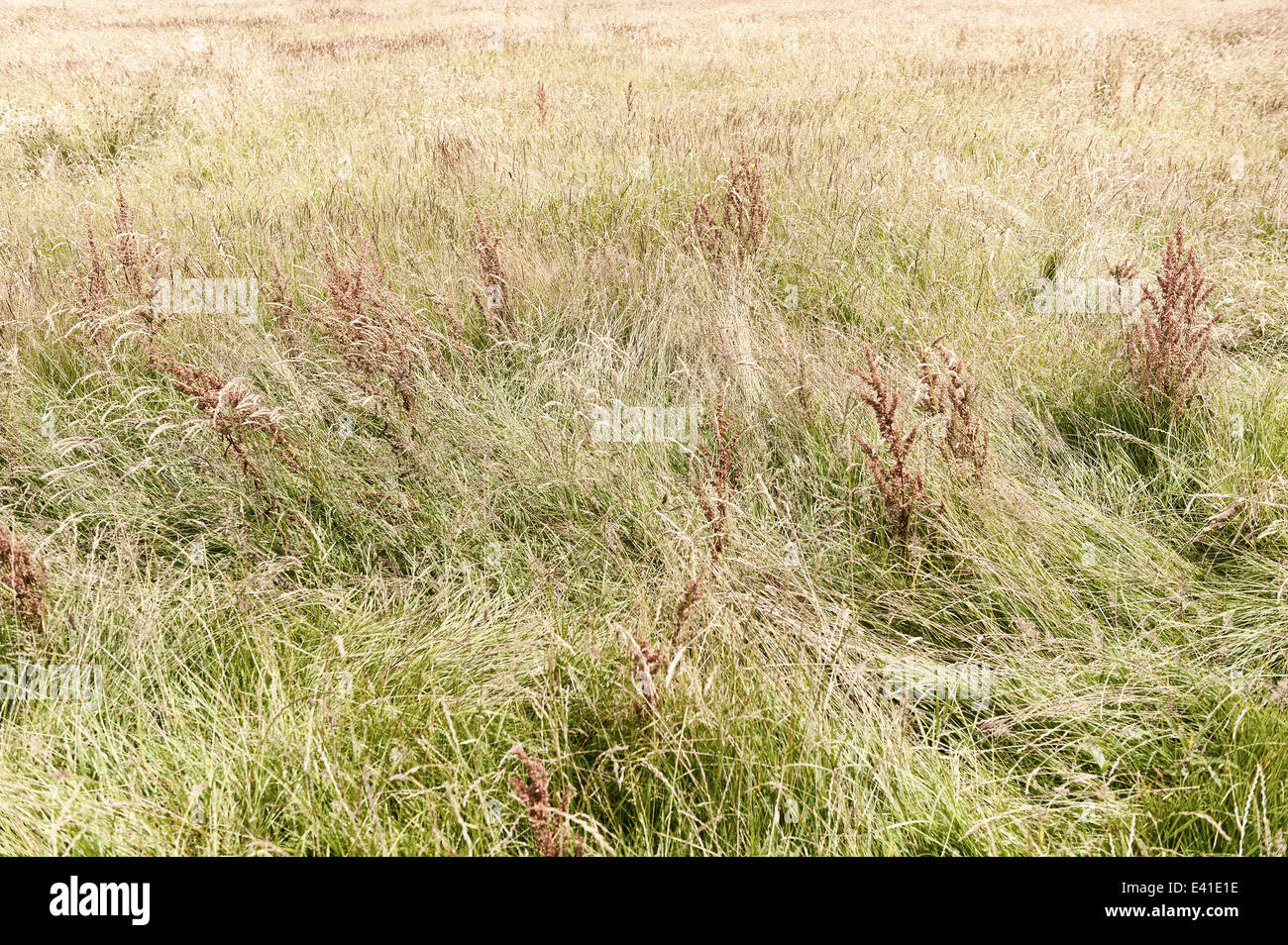 Windswept meadow of grasses grass spike standing out source of pollen