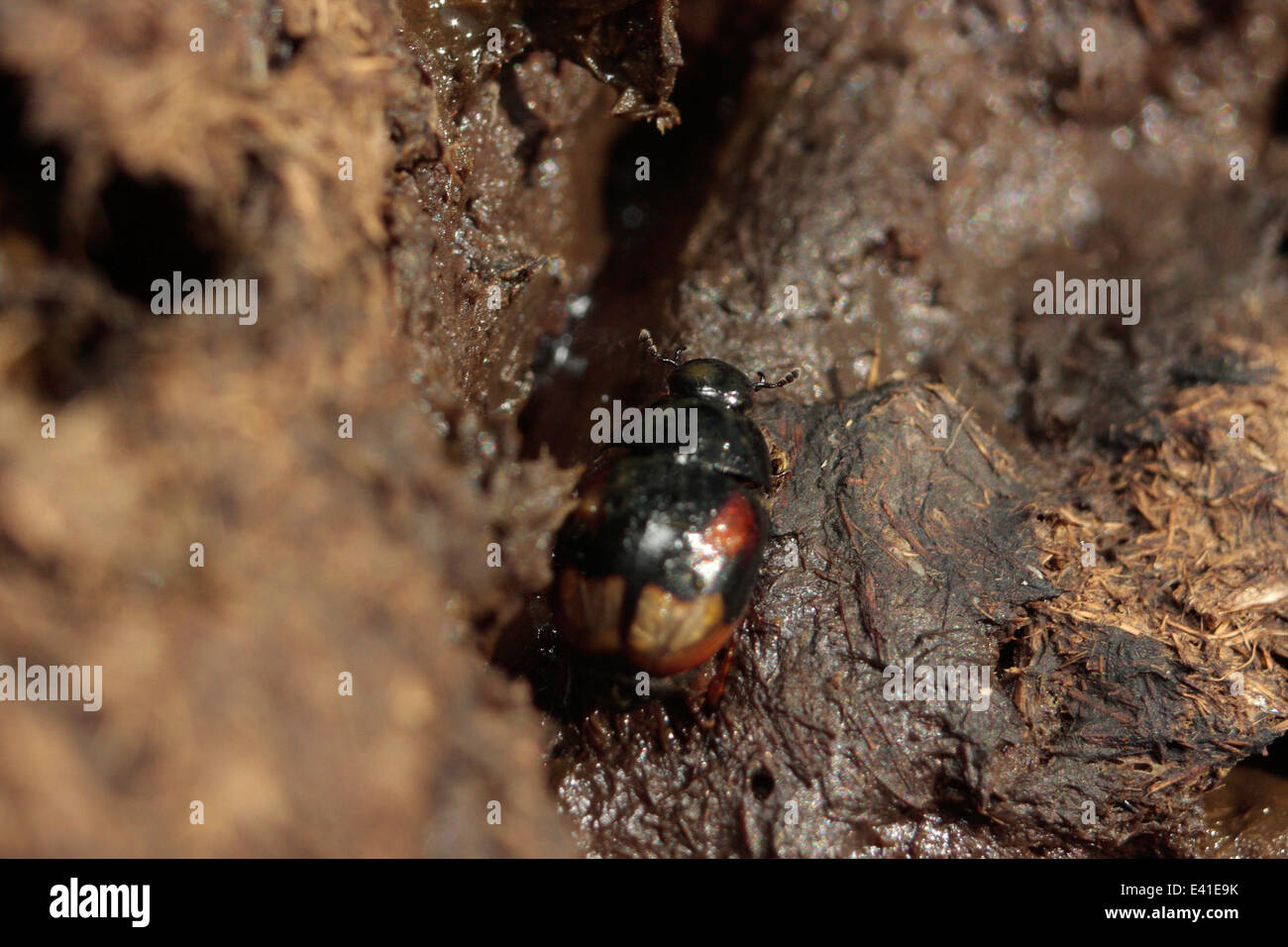 Aphodius Dung Beetle Stock Photo