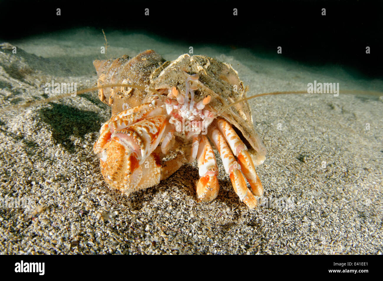 Common Hermit Crab or Soldier Crab, Reykjavík, Gardur, Faxafloi-Bay, Iceland, North atlantic Stock Photo
