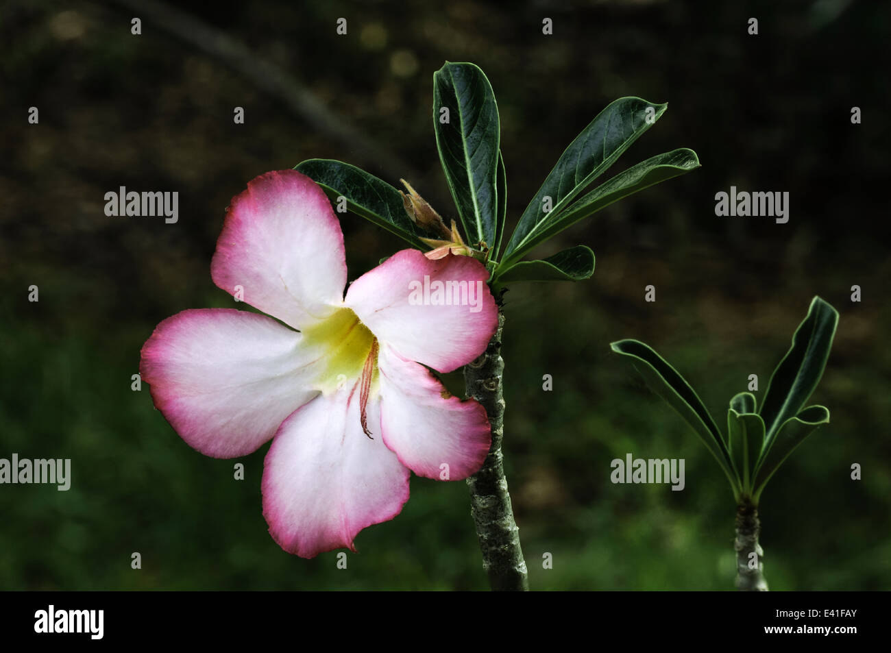 Desert rose hi-res stock photography and images - Alamy