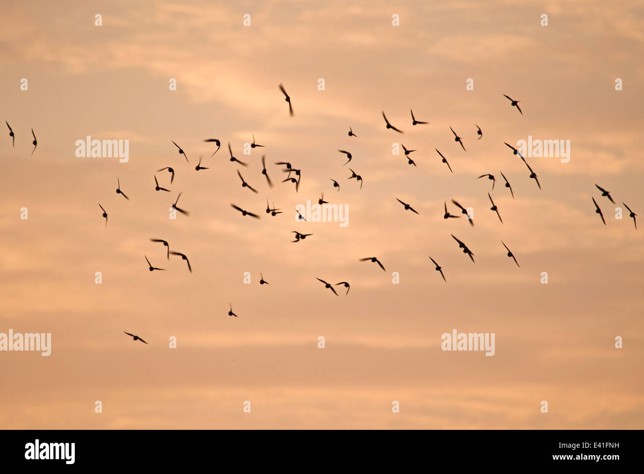 flock of crows with the backdrop of the sunset sky, Netherlands Stock ...