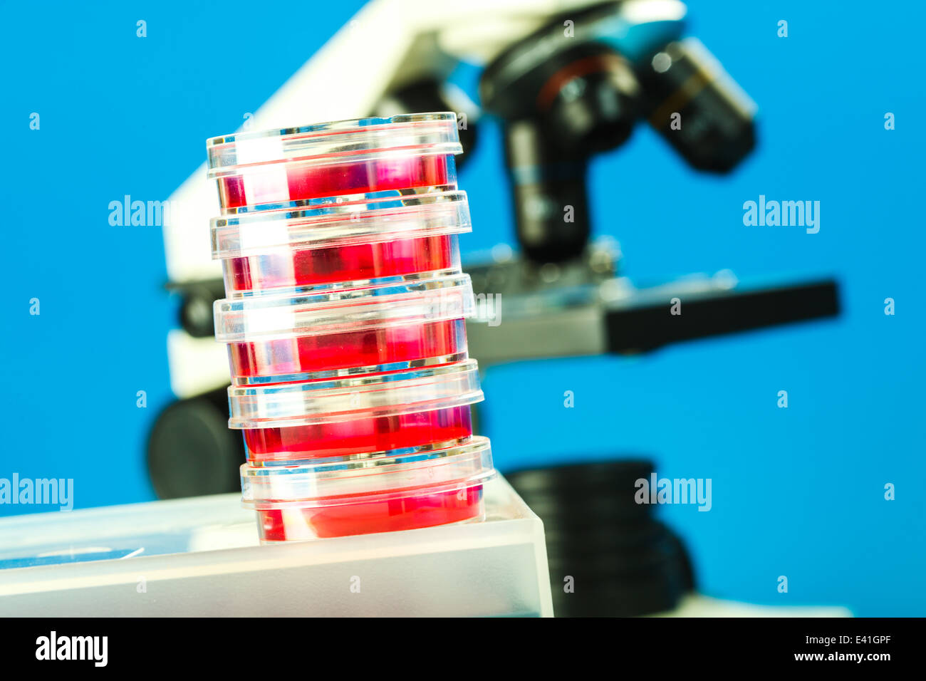 Petri dishes and laboratory microscope Stock Photo - Alamy