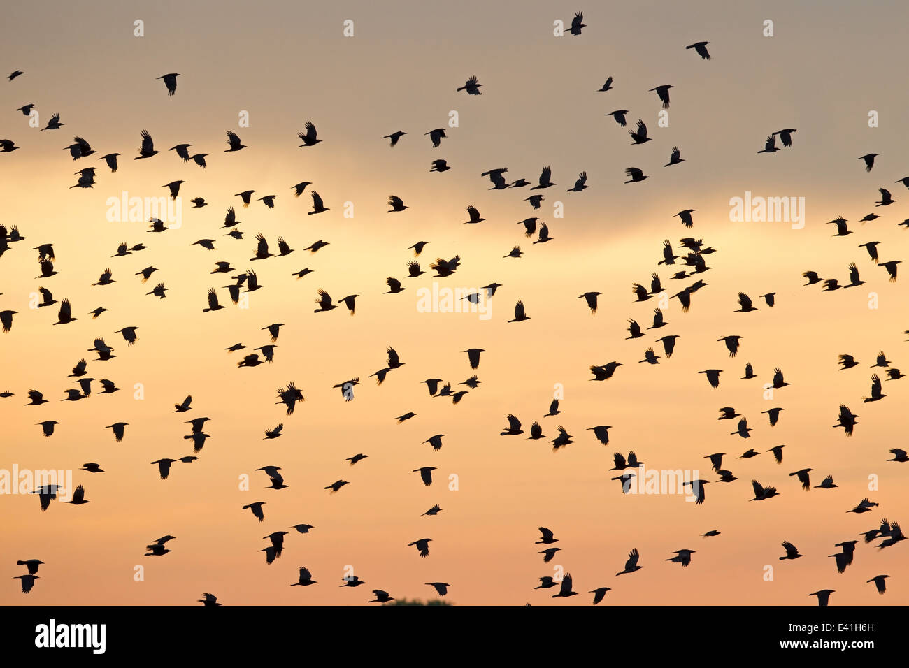 Flying crows against the background of sunset sky, Netherlands Stock Photo