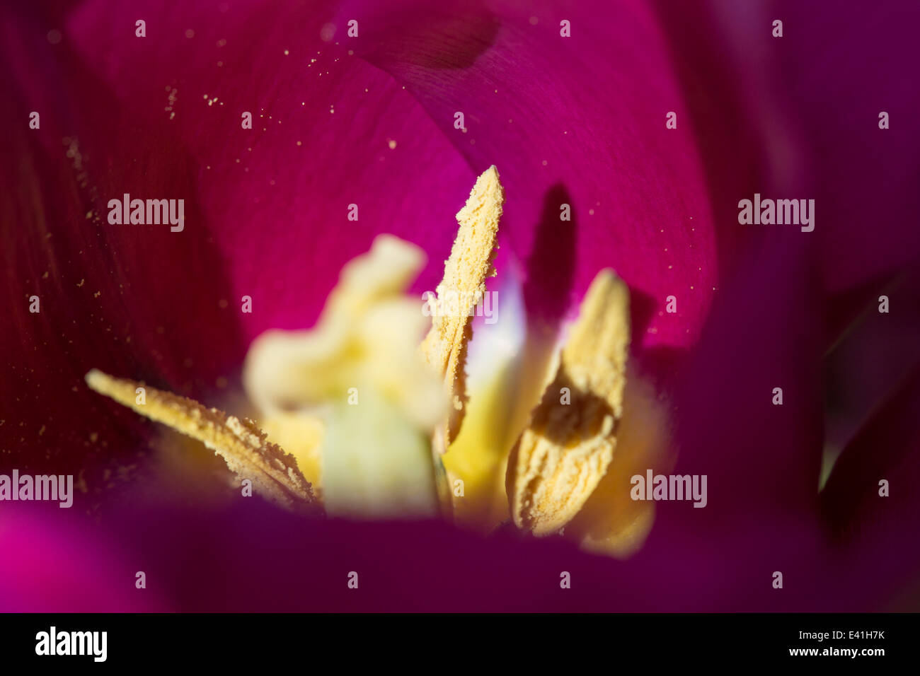 Closeup of a purple Tulip flower Stock Photo - Alamy