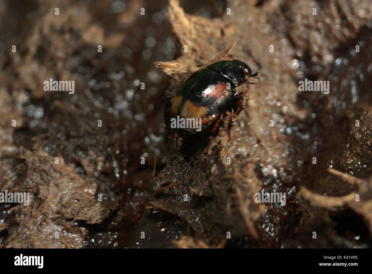 Aphodius Dung Beetle Stock Photo