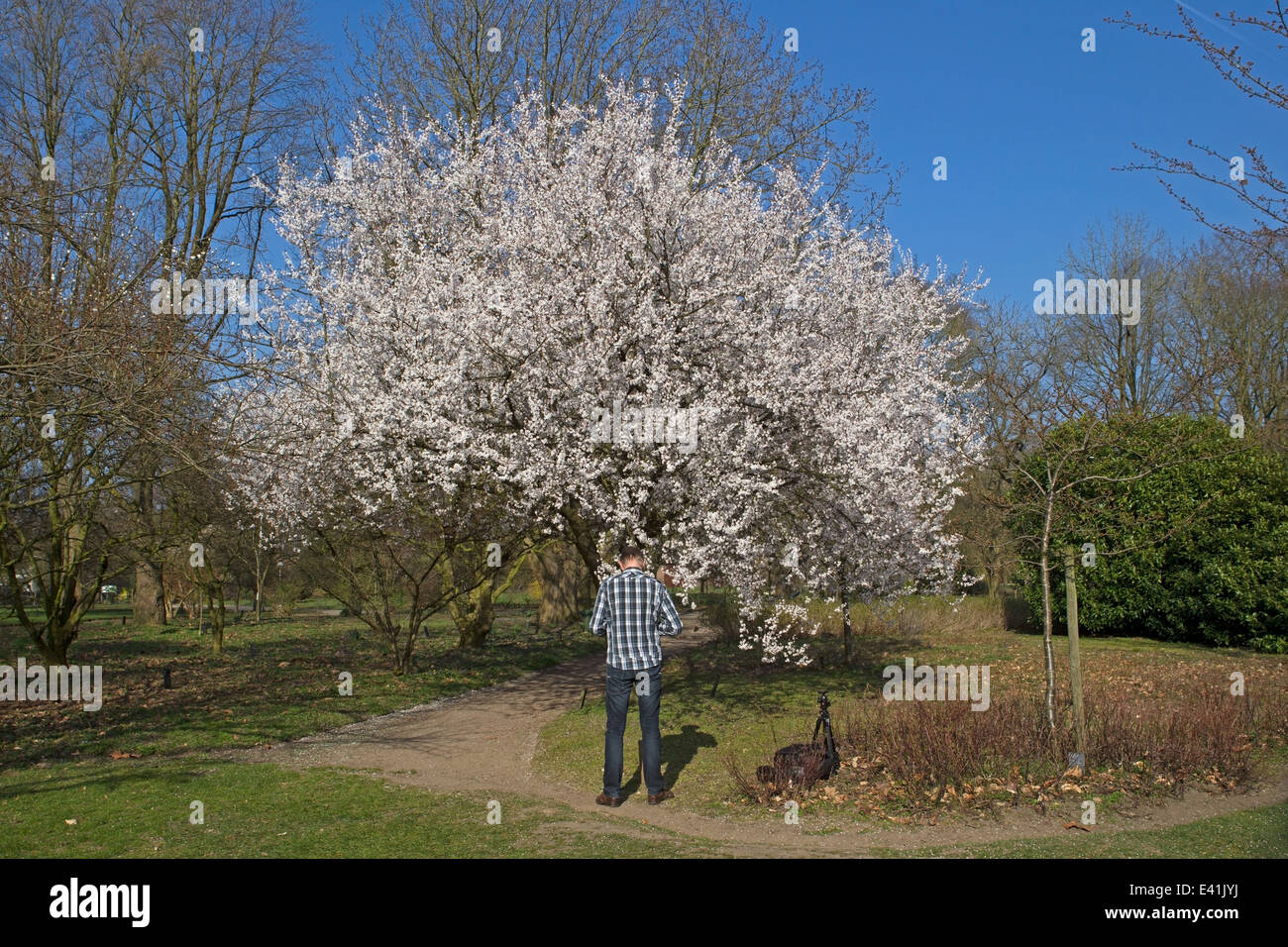 Photographer at blossom Belmonte Park in Wageningen, Netherlands Stock Photo