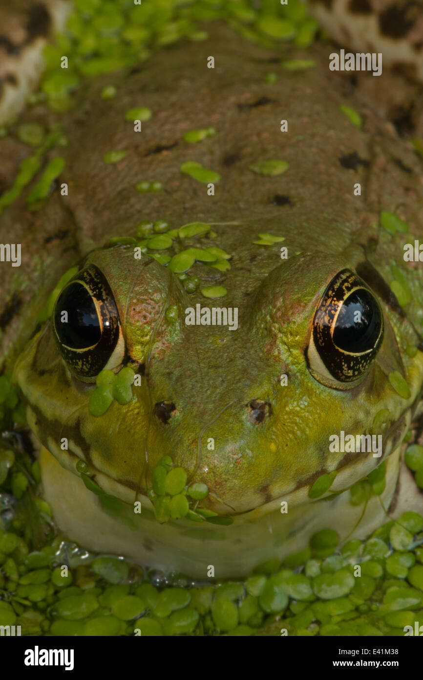 Green frog , Lithobates clamitans, District of Columbia Stock Photo
