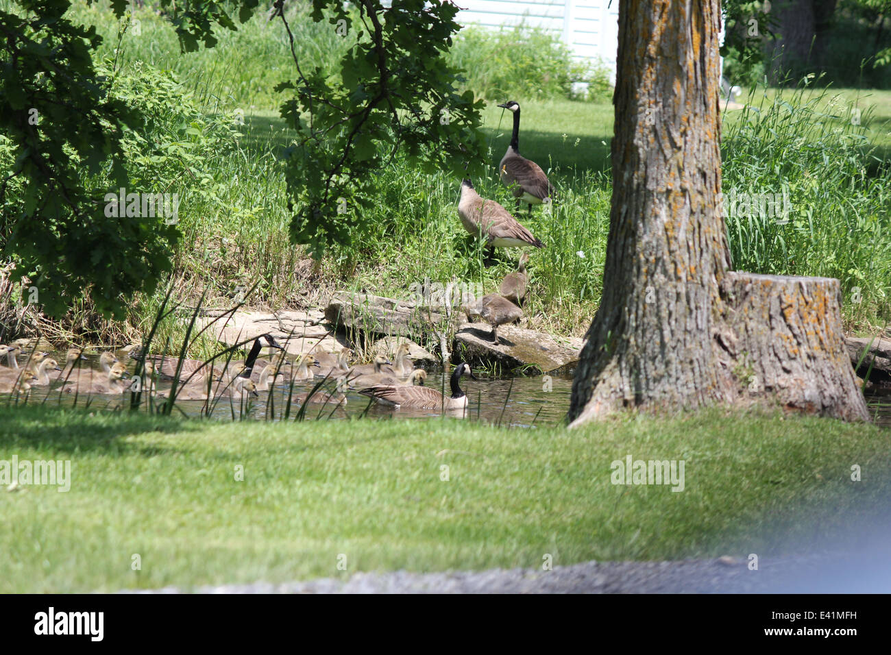 Canada geese, with fuzzy gosling's in the water and on shore. The Canada goose is native to North America. Stock Photo