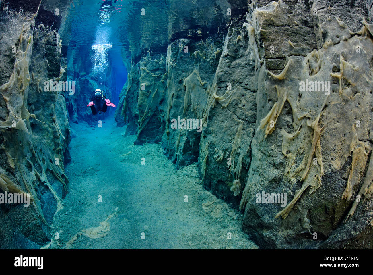 scuba divier in Nesgja, small fissure in the North of Iceland, Nesgja, Akureyri, North Iceland Stock Photo