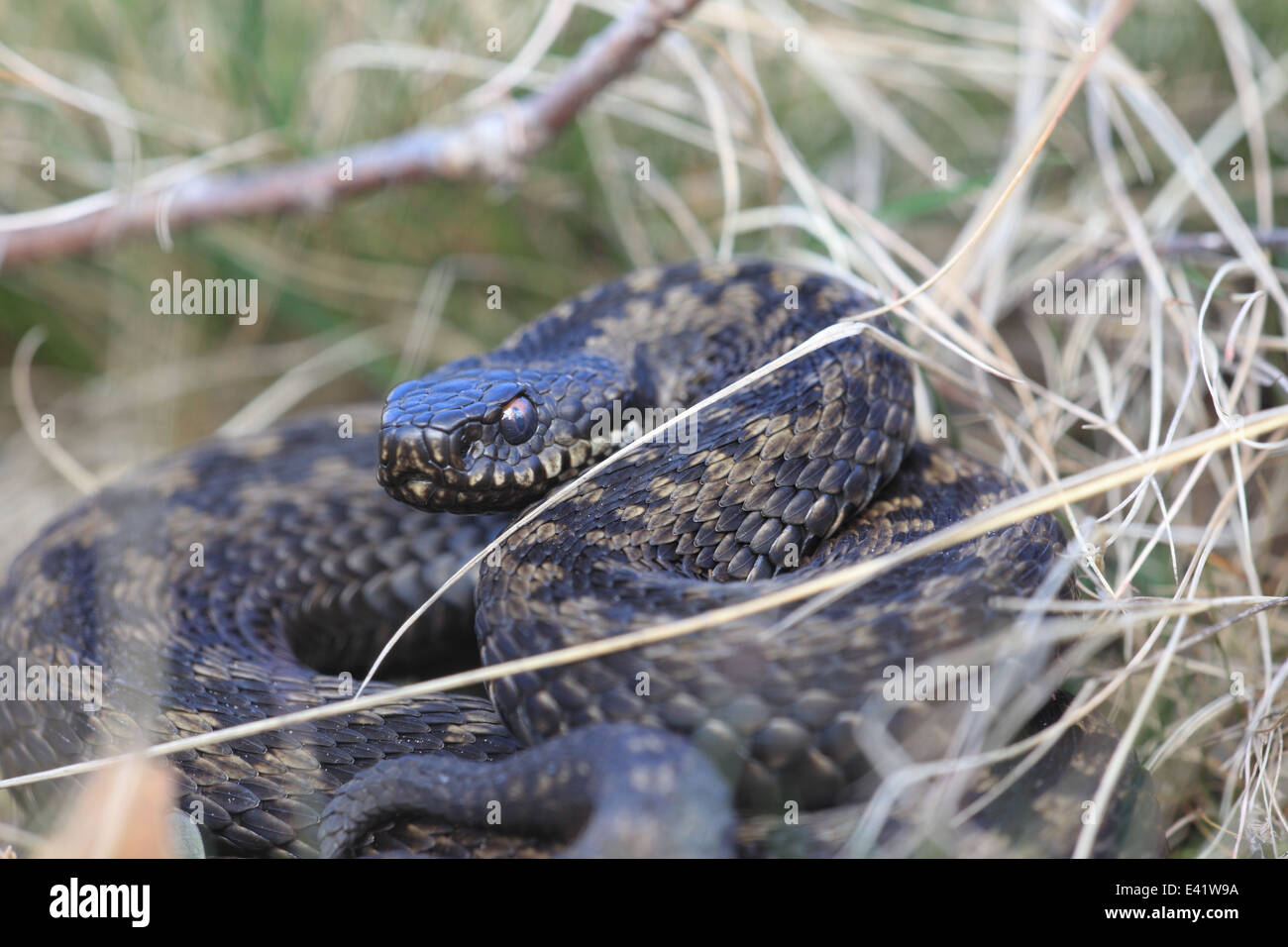 Adder, common viper, common European viper, common viper (Vipera berus),  eating from the nest fallen young bird, portrait, Germany, Bavaria,  Oberpfalz Stock Photo - Alamy