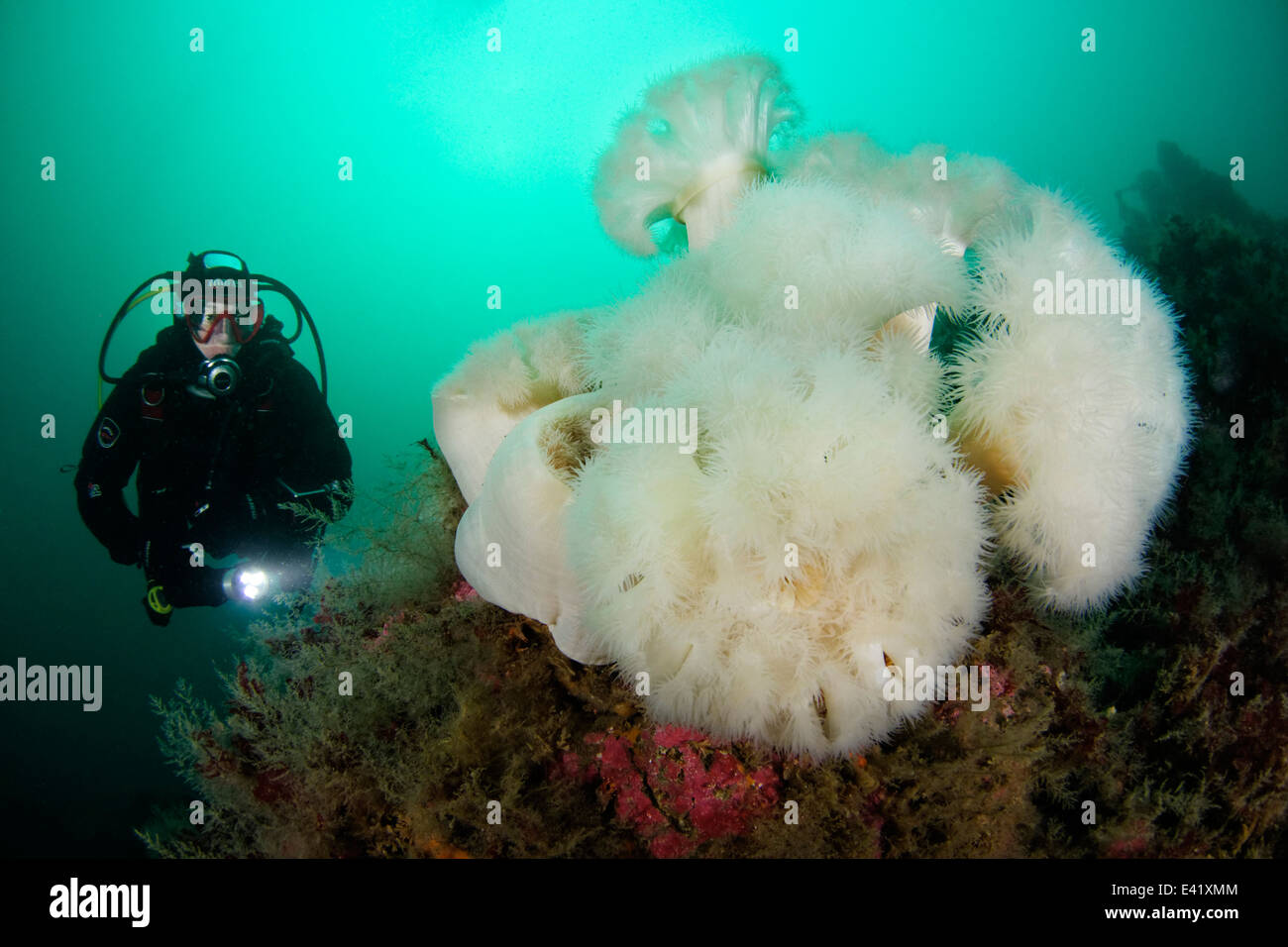 plumose anemone or frilles-anemone and scuba diver, little Strytan, small chimney, Eyjafjord, North Iceland, Greenland Sea Stock Photo